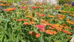 Achillea 'Walter Funcke' Тысячелистник